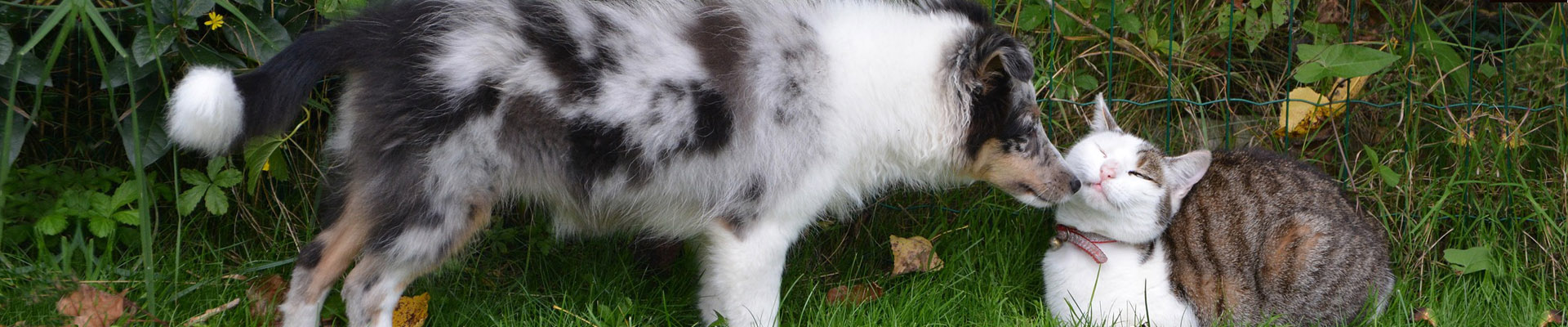 Vet Clinic Nedlands WA